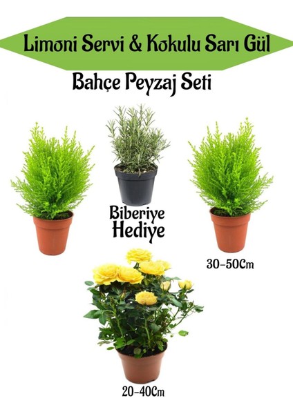 Bahçe Seti 2 Adet Limoni Servi Fidanı+1 Adet Sarı Gül Fidanı+Hediye Biberiye