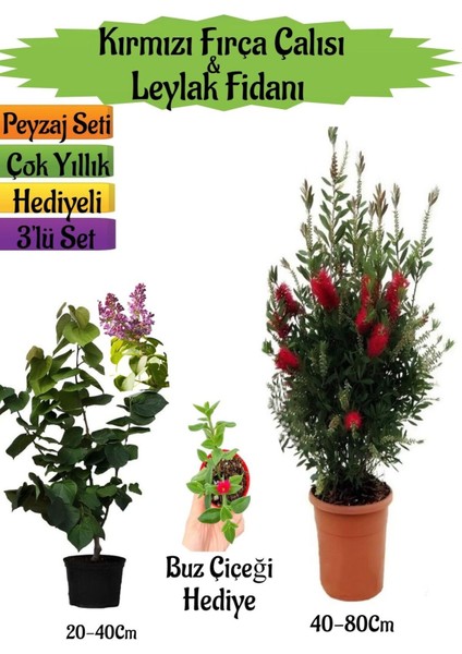 Kırmızı Fırça Çalısı+Kokulu Mor Leylak Fidanı+Buz Hediyeli Peyzaj Seti