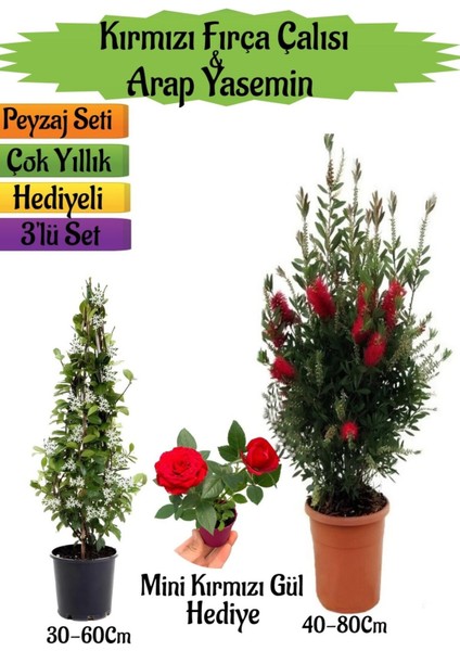 Kırmızı Fırça Çalısı+Kokulu Arap Yasemini+Mini Gül Hediyeli Peyzaj Seti