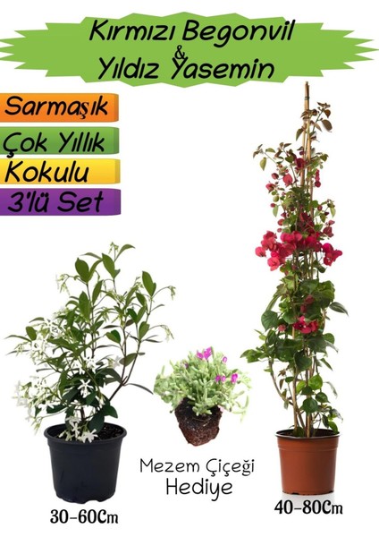 Kırmızı Renk Begonvil+Kokulu Yıldız Yasemin+Mezem Çiçeği Hediyeli 3'lü Peyzaj Seti