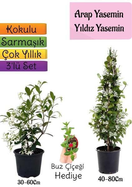 Kokulu Arap Yasemini+Yıldız Yasemin Fidanı+Buz Çiçeği Hediye 3'lü Peyzaj Seti