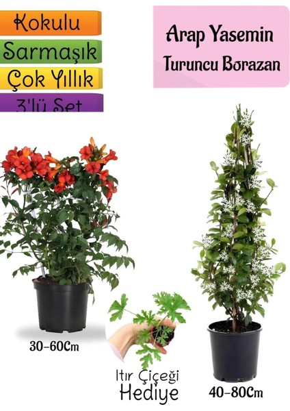 Kokulu Arap Yasemini+Turuncu Acem Borusu Çiçeği+Itır Çiçeği Hediyeli 3'lü Bahçe Seti