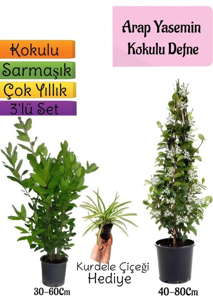 Kokulu Arap Yasemini+Defne Çalısı+Kurdele Çiçeği Hediyeli 3'lü Bahçe Seti
