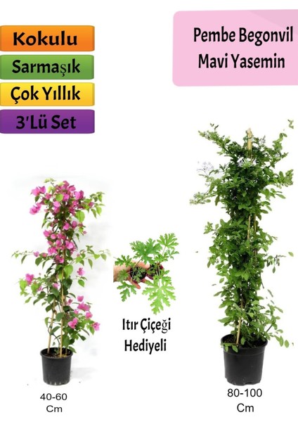 Mavi Yasemin+ Pembe Begonvil+Itır Hediyeli