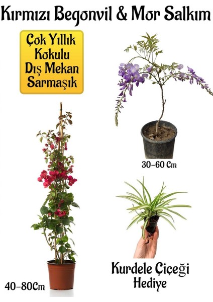 Kırmızı Begonvil Çiçeği+Mor Salkım Ağacı Fidanı Kurdele Çiçeği Hediyeli Bahçe Peyzaj Seti