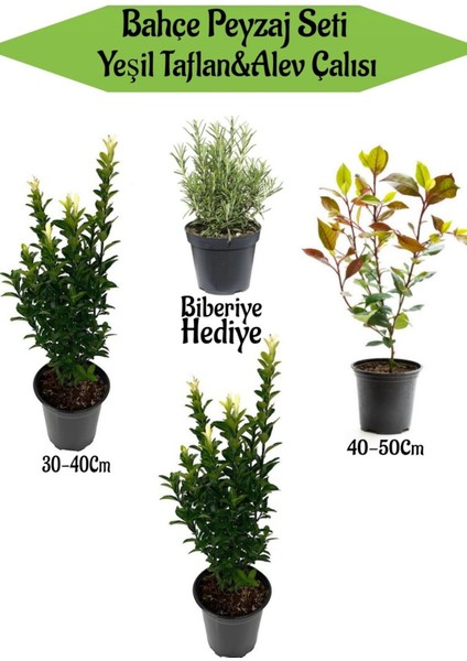 Bahçe Peyzaj Seti 2 Adet Yeşil Taflan+1 Adet Alev Çalısı+ Hediye Biberiye