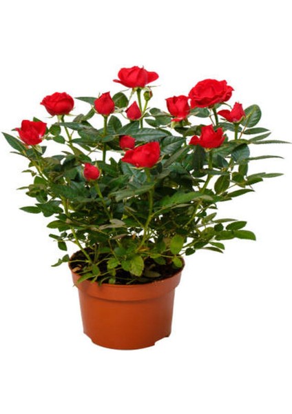 Bahçe Seti 2 Adet Limoni Servi Fidanı+ 1 Adet Kırmızı Gül Fidanı+Hediye Lavanta modelleri