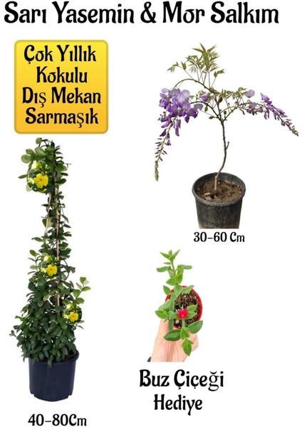 Sarı Yasemin Çiçeği+Mor Salkım Ağacı Fidanı+ Buz Çiçeği Hediyeli Peyzaj Seti
