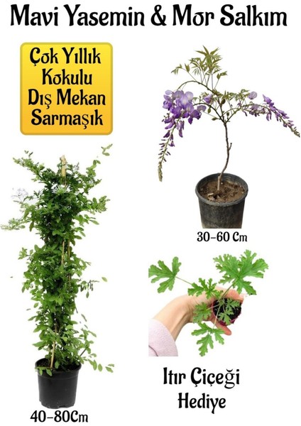 Mavi Yasemin Çiçeği+Mor Salkım Ağacı Fidanı Itır Çiçeği Hediyeli Peyzaj Seti