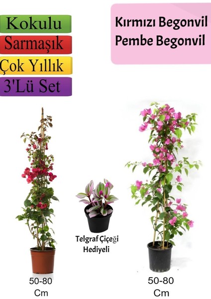 Kırmızı+ Pembe Begonvil+ Telgraf Çiçeği Hediyeli