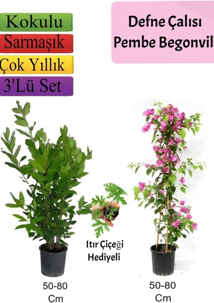 Defne Çalısı+Pembe Begonvil+ Itır Çiçeği Hediyeli