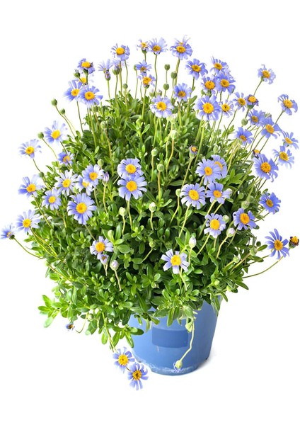 Mavi Çalı Papatyası-Maviş 1 Adet Saksılı 15-30 cm Peyzaj Bitkisi(Felicia Amelloides)