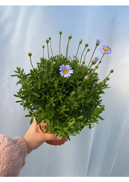 Mavi Çalı Papatyası-Maviş 1 Adet Saksılı 15-30 cm Peyzaj Bitkisi(Felicia Amelloides) fiyatları