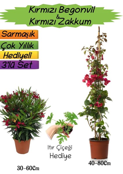 Kırmızı Renk Begonvil+Kırmızı Zakkum Fidanı+Itır Çiçeği Hediyeli 3'lü Peyzaj Seti