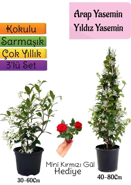 Kokulu Arap Yasemini+Yıldız Yasemin Fidanı+Mini Gül Hediye 3'lü Peyzaj Seti