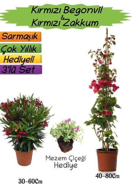 Kırmızı Renk Begonvil+Kırmızı Zakkum Fidanı+Mezem Çiçeği Hediyeli 3'lü Peyzaj Seti