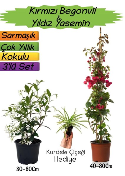 Kırmızı Renk Begonvil+Kokulu Yıldız Yasemin+Kurdele Çiçeği Hediyeli 3'lü Peyzaj Seti