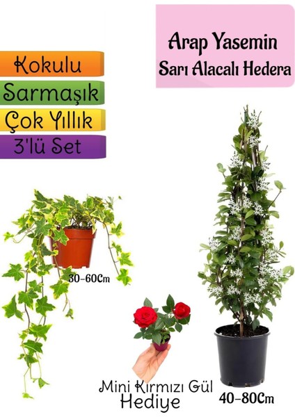 Mis Kokulu Arap Yasemini+Alacalı Hedera Helix Sarmaşığı+Mini Gül Hediye 3'lü Set