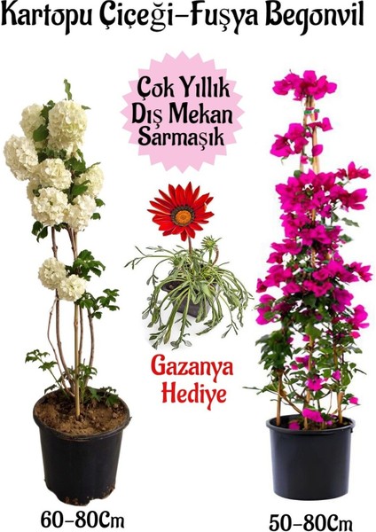 Kartopu Çiçeği 1 Adet +Fuşya Begonvil 1 Adet+ Kırmızı Gazanya Hediyeli Saksılı Bahçe Seti