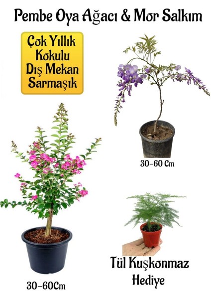 Pembe Oya Ağacı Fidanı+Mor Salkım Ağacı Fidanı Tül Kuşkonmaz Çiçeği Hediyeli Bahçe Peyzaj Seti