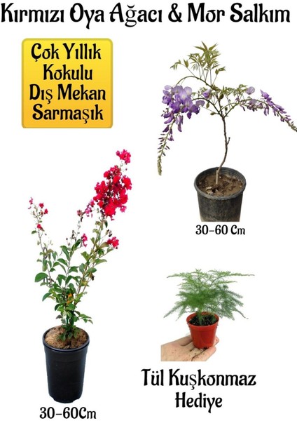 Kırmızı Oya Ağacı Fidanı+Mor Salkım Ağacı Fidanı Tül Kuşkonmaz +Bahçe Peyzaj Seti