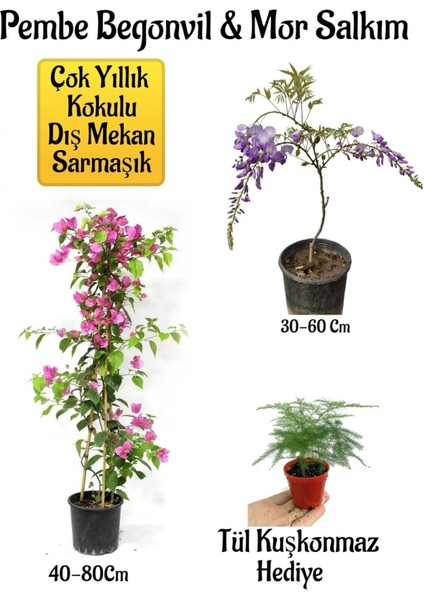 Pembe Begonvil Çiçeği+Mor Salkım Ağacı Fidanı Tül Kuşkonmaz Hediyeli Bahçe Peyzaj Seti
