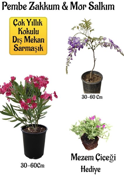 Pembe Zakkum Fidanı+Mor Salkım Ağacı Fidanı Mezem Çiçeği Hediyeli Bahçe Peyzaj Seti