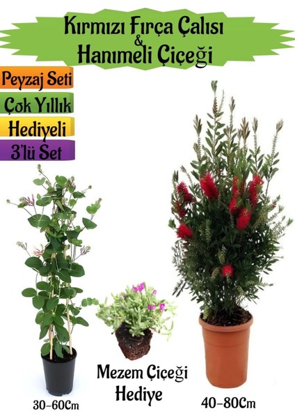 Kırmızı Fırça Çalısı+Kokulu Hanımeli Çiçeği+ Mezem Çiçeği Hediyeli Peyzaj Seti