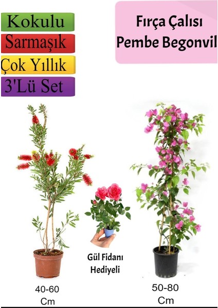Fırça Çalısı+ Pembe Begonvil+ Gül Fidanı Hediyeli