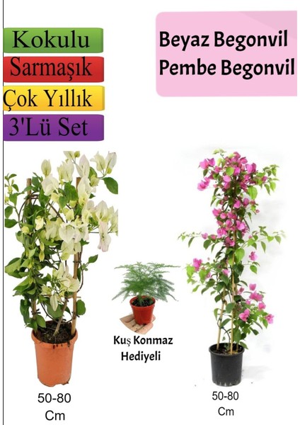 Beyaz+ Pembe Begonvil+ Tül Çiçeği Hediyeli