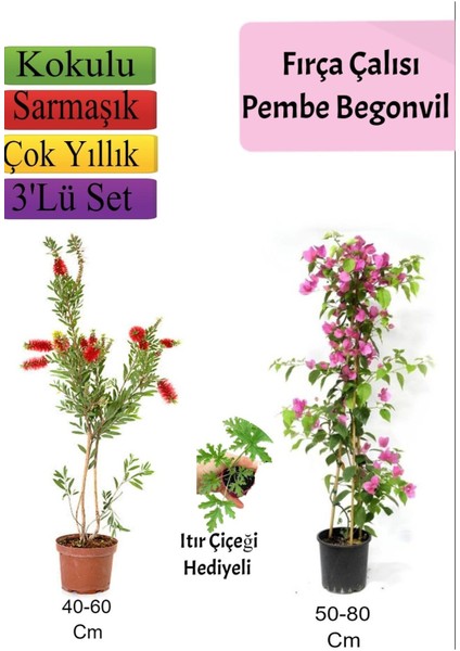 Fırça Çalısı+ Pembe Begonvil+ Itır Çiçeği Hediyeli