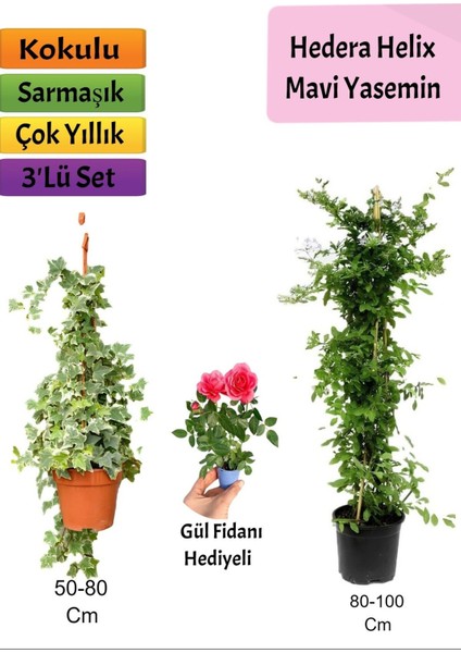 Mavi Yasemin+ Hedera Helix+ Pembe Gül Fidanı Hediyeli