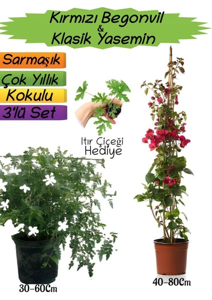 Kırmızı Renk Begonvil+Kokulu Klasik Yasemin+Itır Çiçeği Hediyeli 3'lü Peyzaj Seti