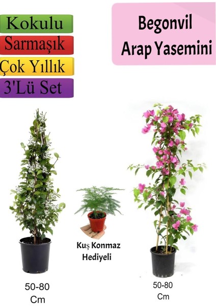 Arap Yasemini+ Pembe Begonvil+ Tül Çiçeği Hediyeli