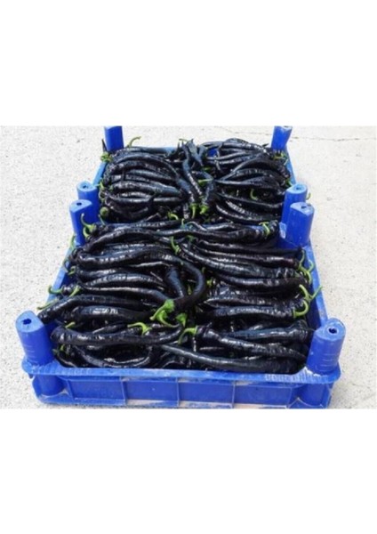 Hafif Acı Sivri Mor Biber Tohumu 10 Adet Tohum fiyatları