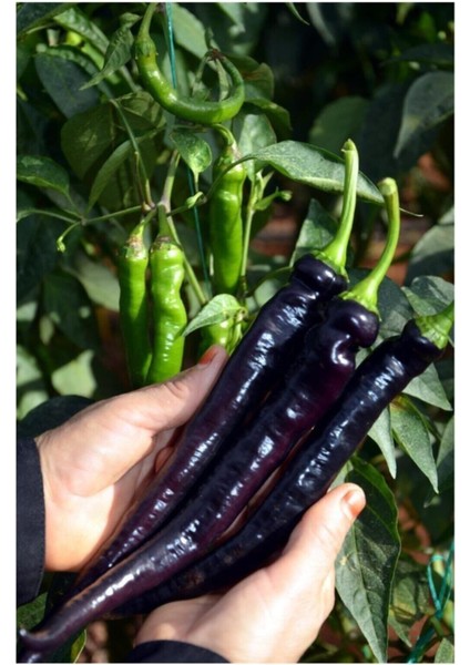 Hafif Acı Sivri Mor Biber Tohumu 10 Adet Tohum modelleri