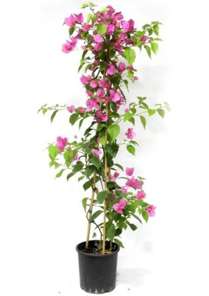 Kırmızı Oya Ağacı+ Pembe Begonvil+ Tül Çiçeği Hediyeli