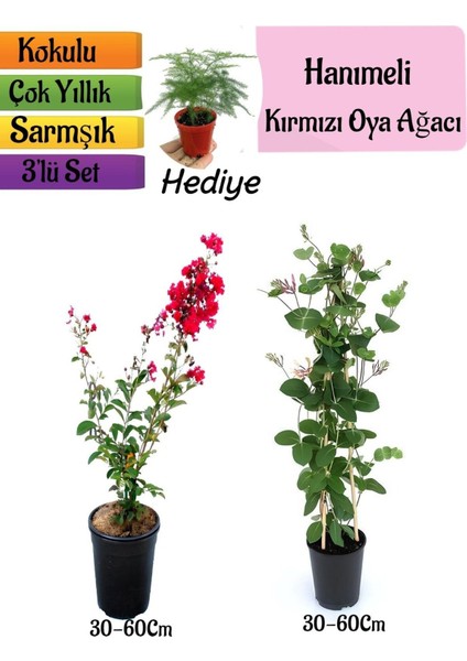 Kırmızı Oya Ağacı+Kokulu Hanımeli Çiçeği+Tül Kuşkonmaz Hediyeli 3'lü Peyzaj Seti