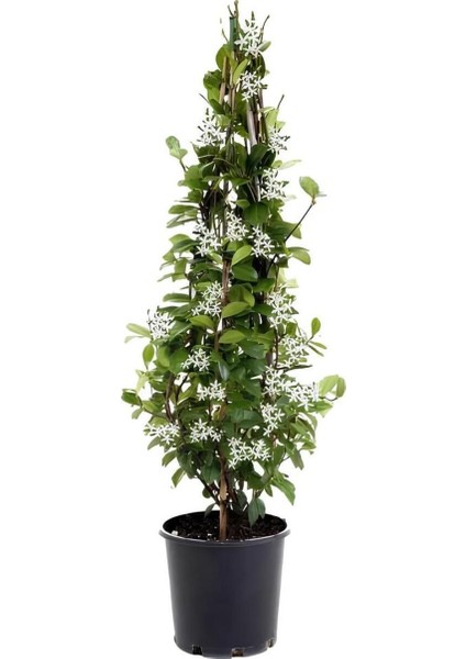 Kokulu Arap Yasemini+Hedera Helix Sarmaşık+Mini Gül Hediyeli 3'lü Bahçe Seti