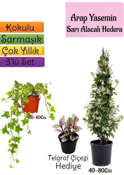Mis Kokulu Arap Yasemini+Alacalı Hedera Helix Sarmaşığı+Telgraf Çiçeği Hediye 3'lü Set