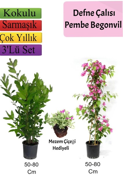 Defne Çalısı+Pembe Begonvil+ Mezem Çiçeği Hediyeli
