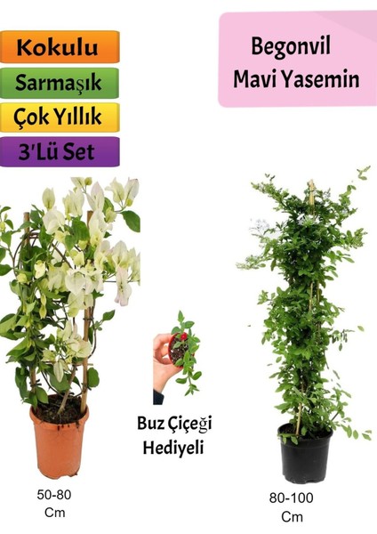 Mavi Yasemin+ Beyaz Begonvil+ Buz Çiçeği Hediyeli