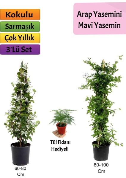 Mavi Yasemin+ Arap Yasemini+ Tül Çiçeği Hediyeli