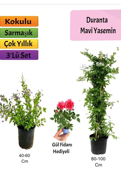 Mavi Yasemin+ Duranta+ Pembe Gül Fidanı