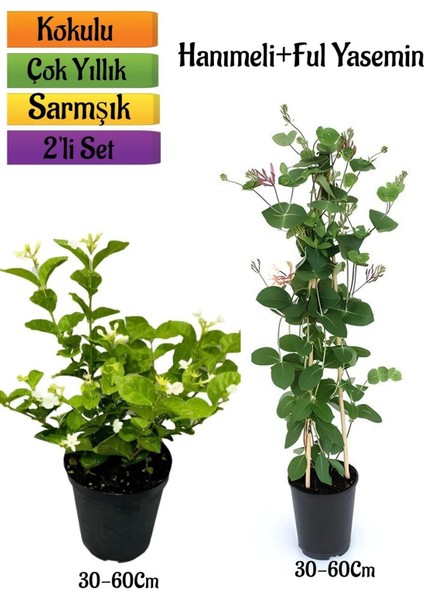 Kokulu Ful Yasemin+ Yoğun Kokulu Hanımeli Çiçeği Fidanı 2'li Bahçe Peyzaj Seti