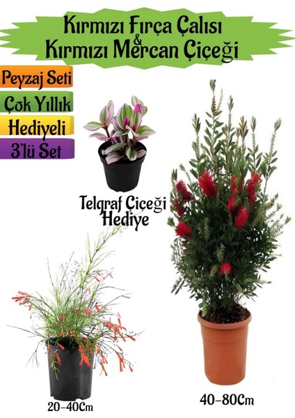 Kırmızı Fırça Çalısı+Kırmızı Mercan Çiçeği+Telgraf Çiçeği Hediyeli Peyzaj Seti