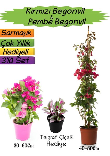 Kırmızı Renk Begonvil+Pembe Begonvil+Telgraf Çiçeği Hediyeli 3'lü Peyzaj Seti