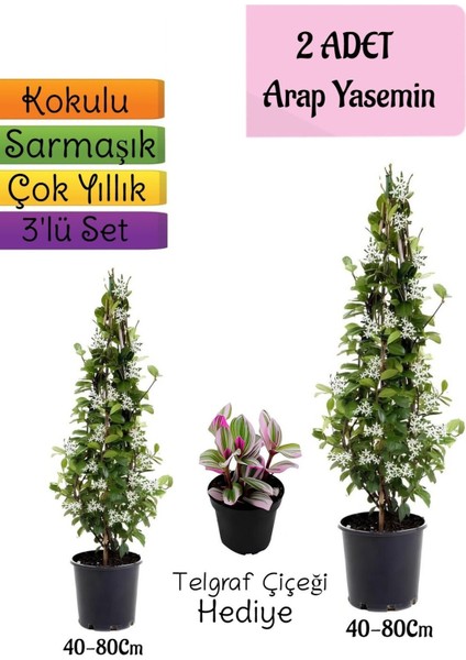 Kokulu 2 Adet Arap Yasemini Fidanı Saksılı+Telgraf Çiçeği Hediye 3'lü Peyzaj Seti