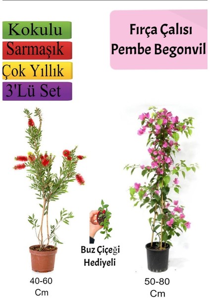 Fırça Çalısı+ Pembe Begonvil+ Buz Çiçeği Hediyeli