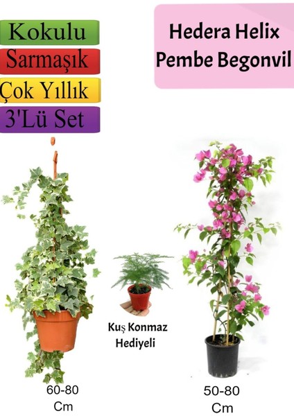 Hedera Helix Sarmaşığı+ Pembe Begonvil+ Tül Çiçeği Hediyeli